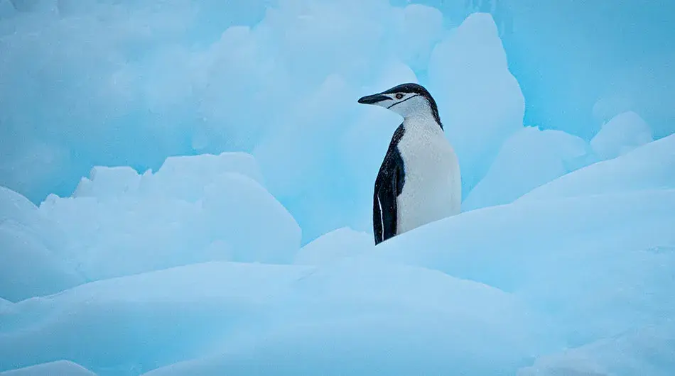 Chinstrap penguin