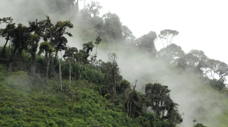 Cloud Forest Ecuador 
