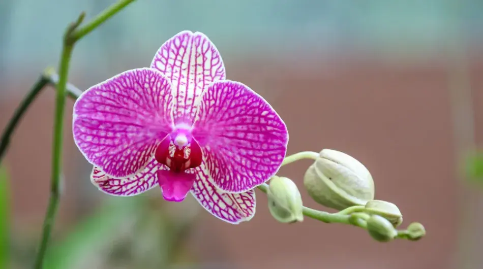 Exotic Flower Cloud Forest Ecuador