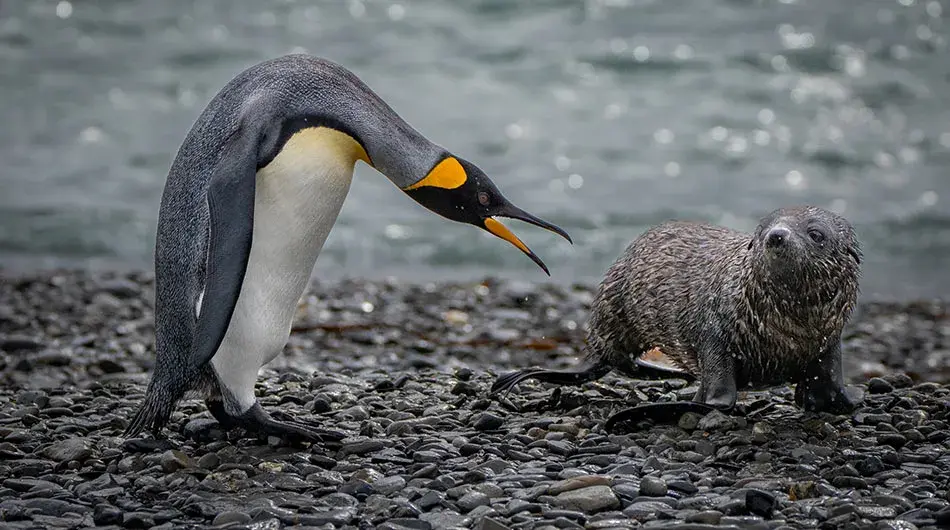 King Penguin and fur seal