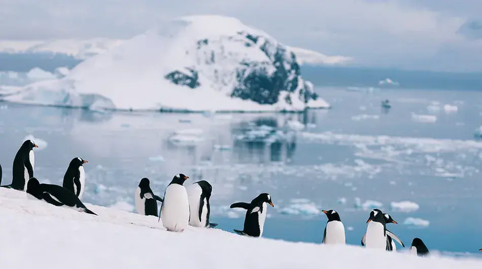 penguyins penguyins