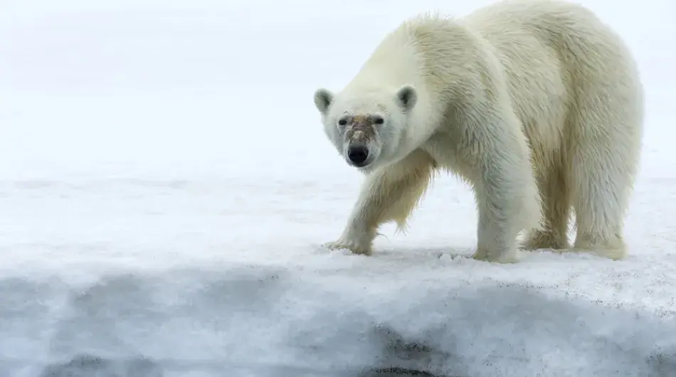 Curious Polar Bear In The Arctic