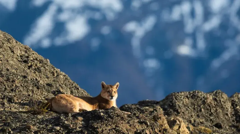 Puma, Patagonia