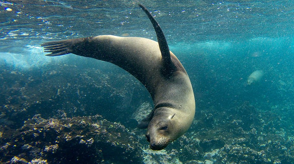 Sea lions in the Galapagos