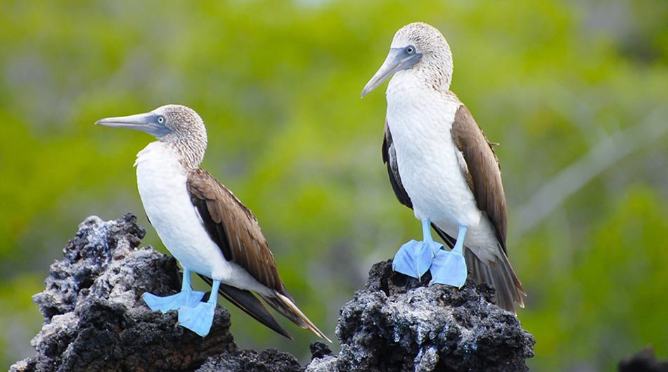 Blue footed boobies in the Galapagos