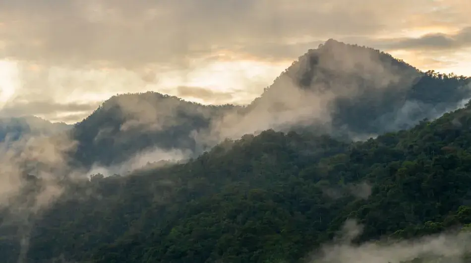 Cloud Forest Ecuador At Sunrise