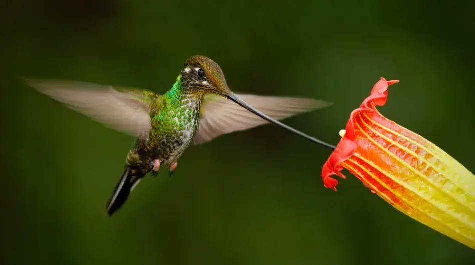 Sword Billed Hummingbird 