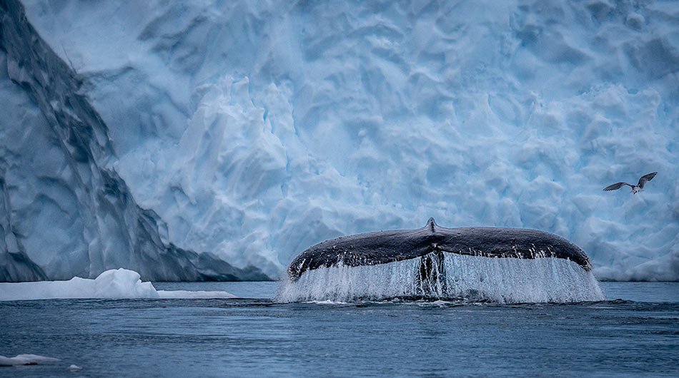 Whale fluke in Antarctica