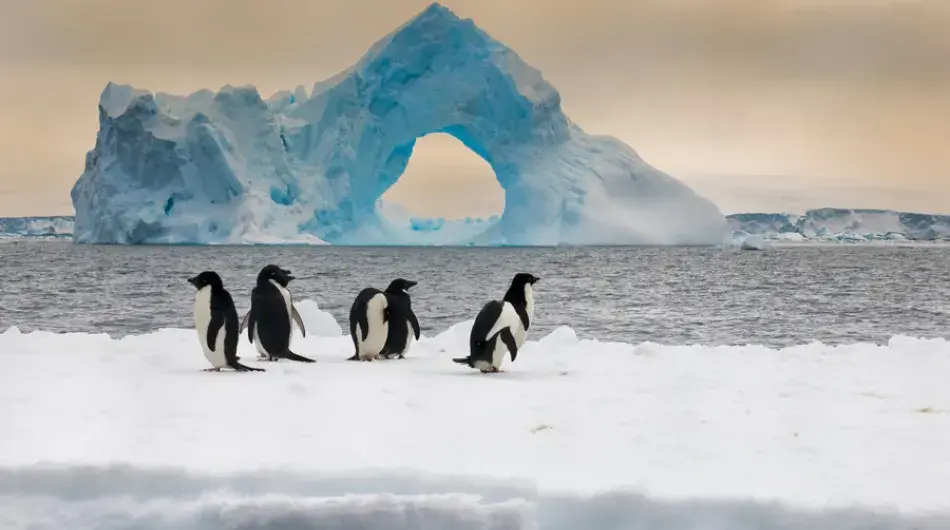 Adelie penguins with iceberg
