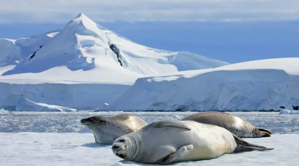 seals in Antarctica on the ice
