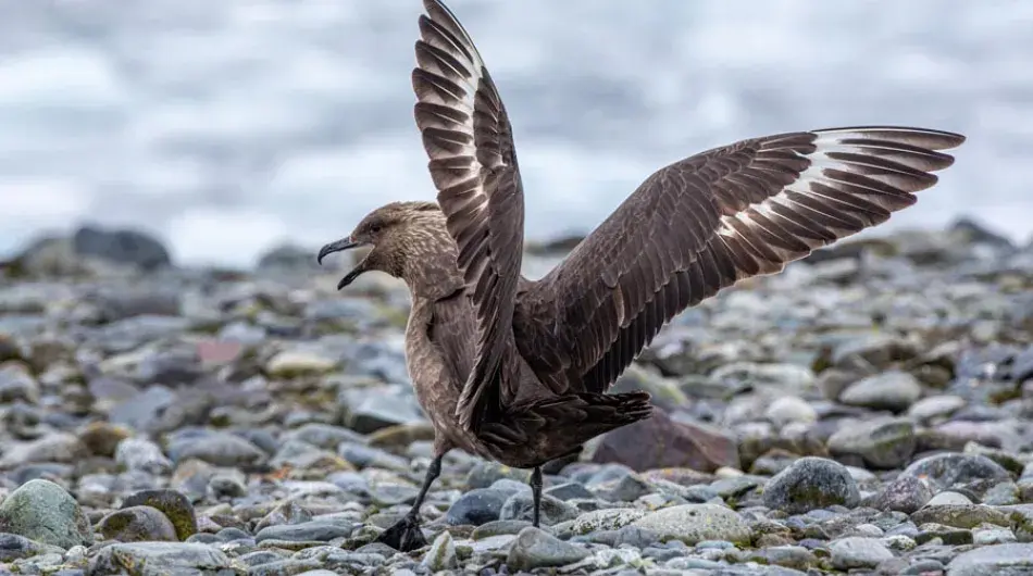 Skua in Antarctica