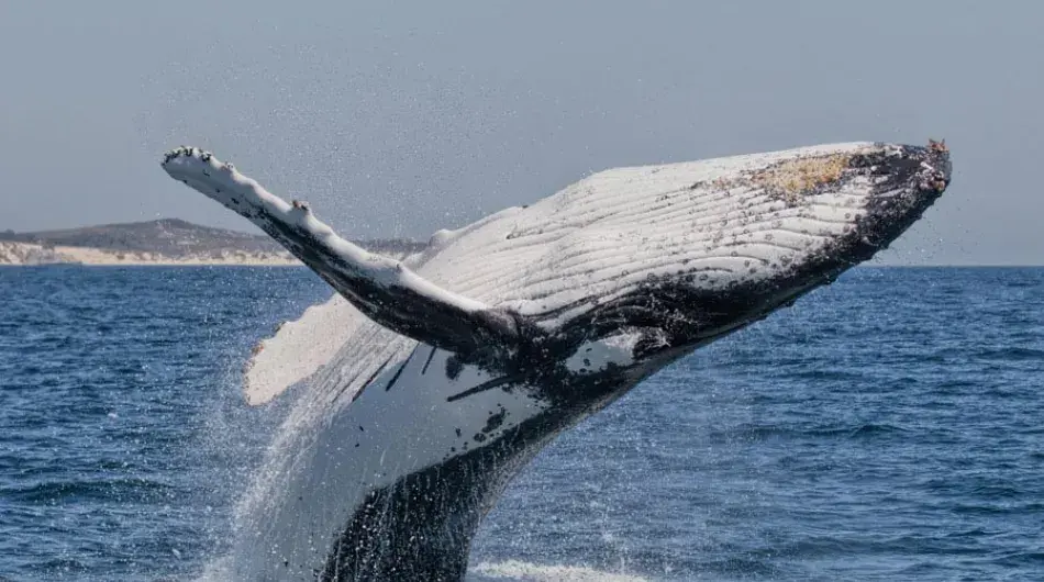 Humpback whale breaching in Antarctica