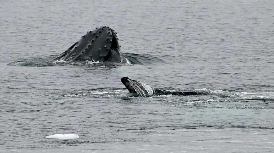 Humpback whales in Antarctic waters feeding 