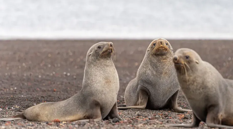 Group of Antarctic fur seals