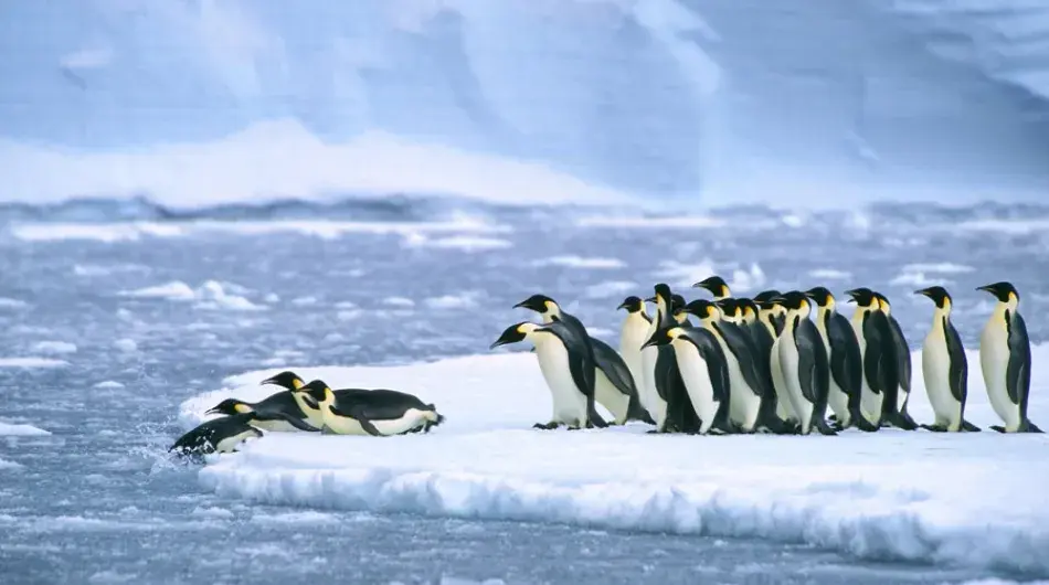 Emperor Penguins colony
