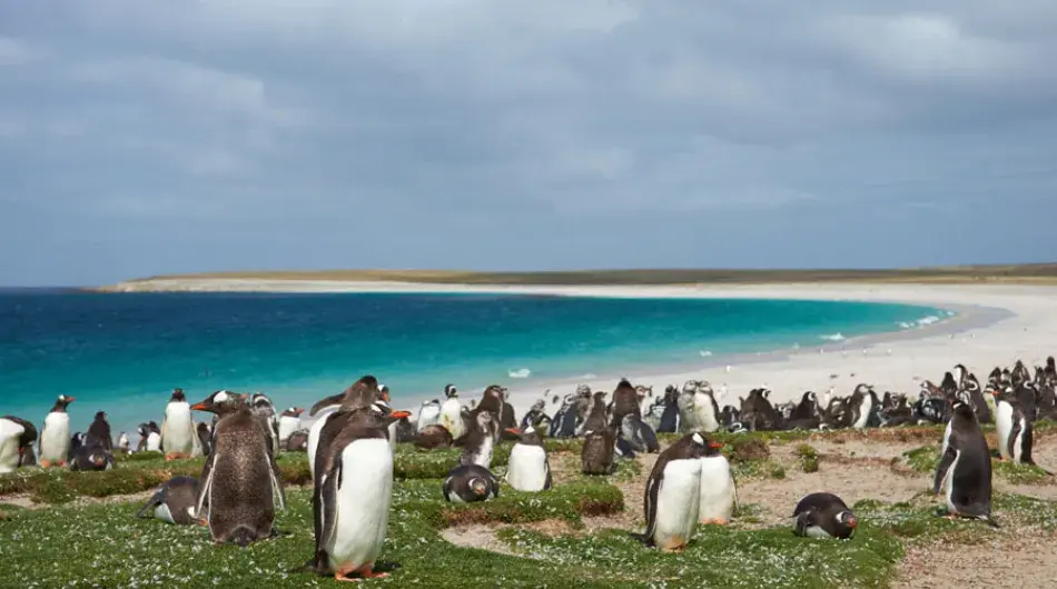 A Group of Gentoo Penguins on the Beach on the Falkland Islands