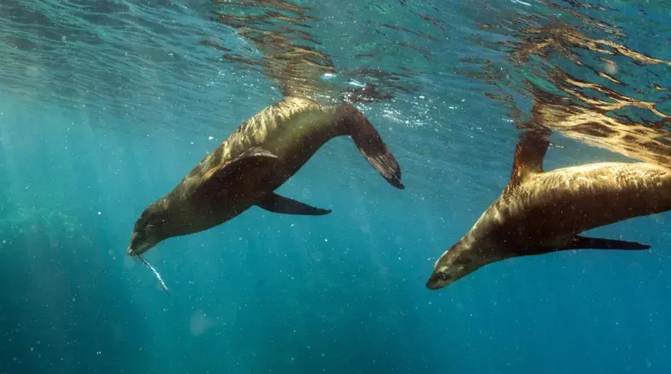 Galapagos Sea Lions Underwater