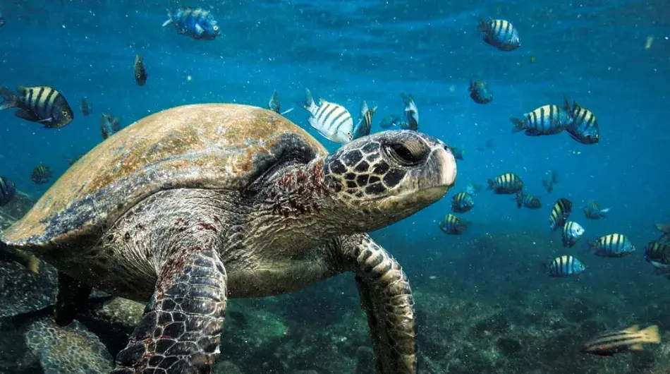 Sea Turtle and Fish, Galapagos