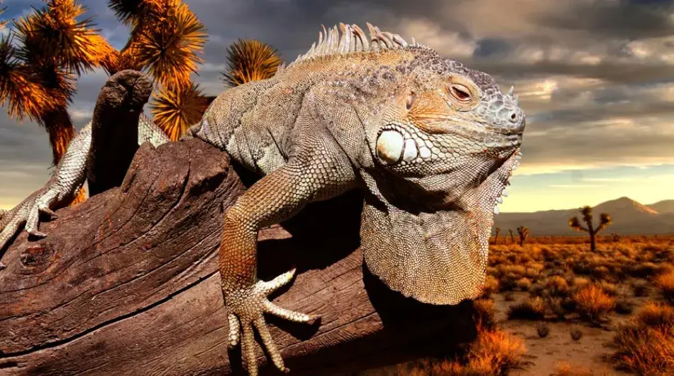 Land Iguana Close Up Sunset