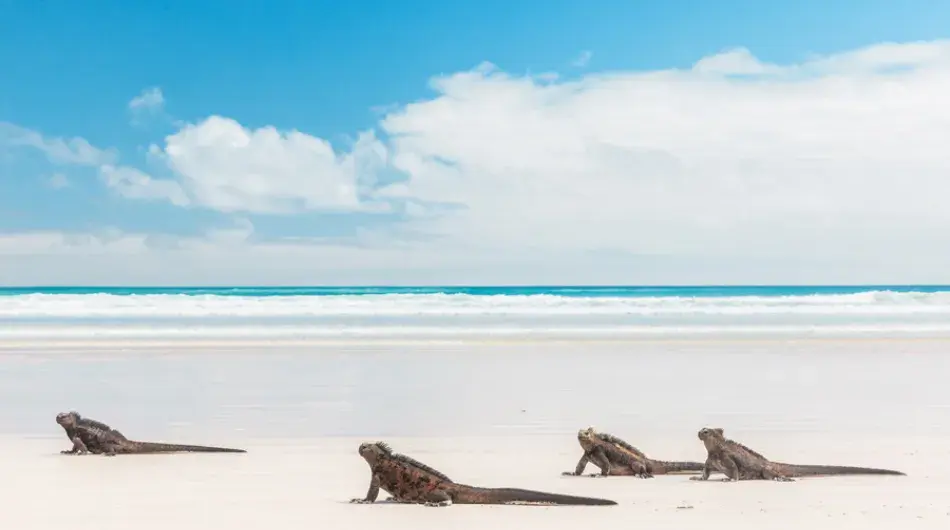 Marine Iguanas on the Beach, Galapagos Islands