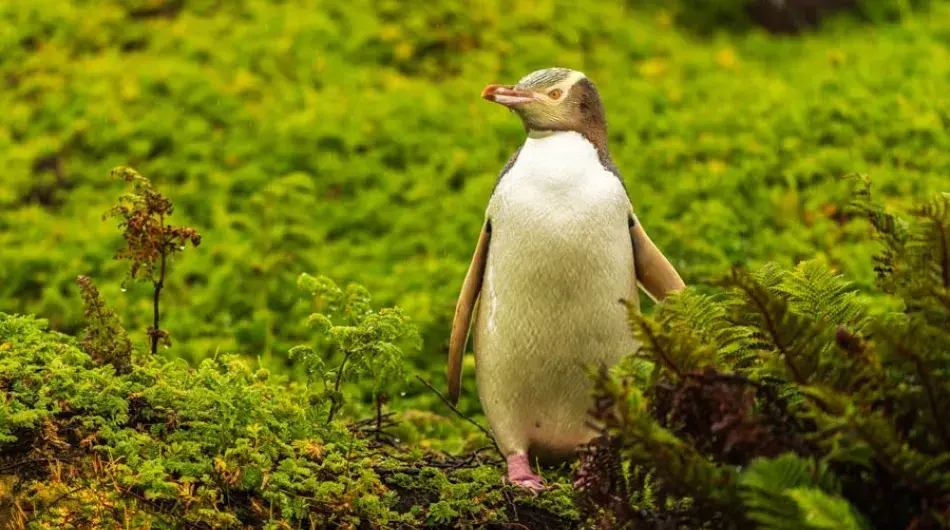 A yellow eyed Penguin in Nature
