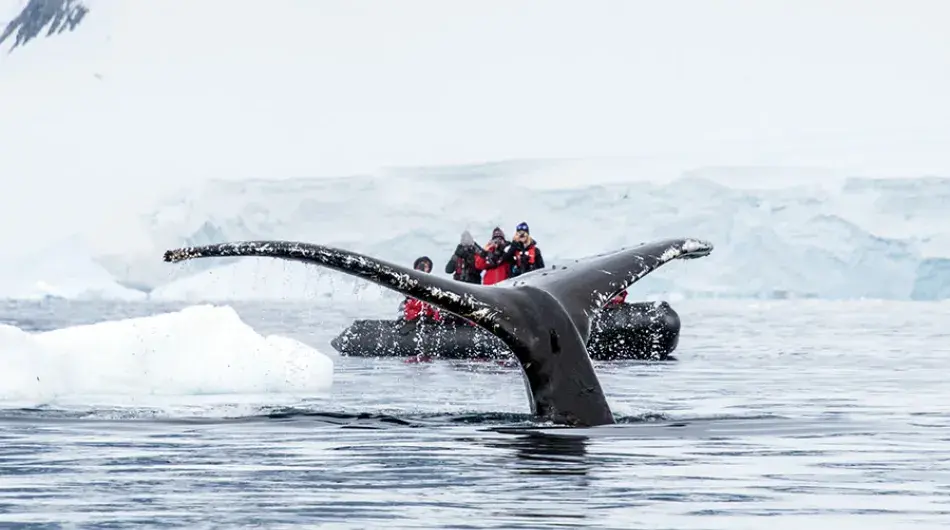 whale fluke, spotted from Zodiac on expediton cruise, Antarctica