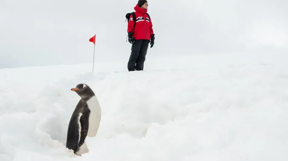 Person and Penguin in Antarctica, Danco Island