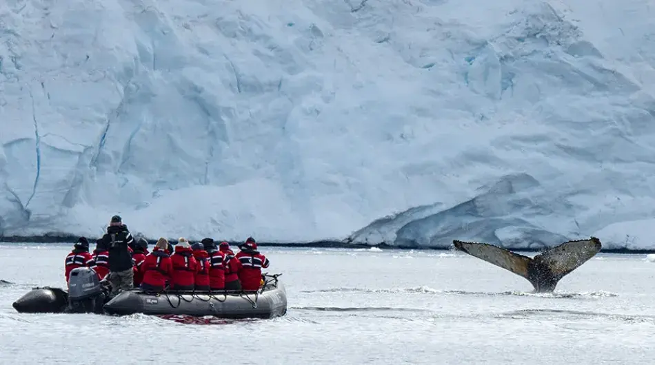 spotting whales from a zodiac on Antarctic expedition cruise