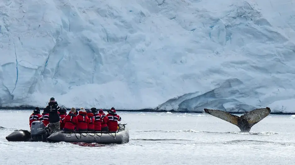 Spotting humpback whales from Zodiac in Antarctica