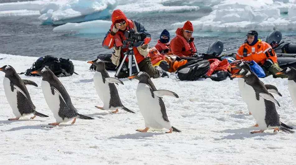 Gentoo penguins and expedition cruise guests in Antarctica