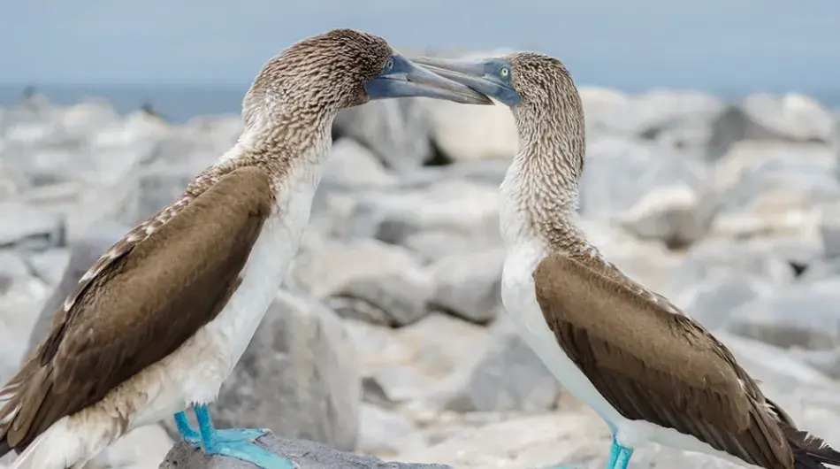 Blue footed boobies on the beach in the Galapagos Islands