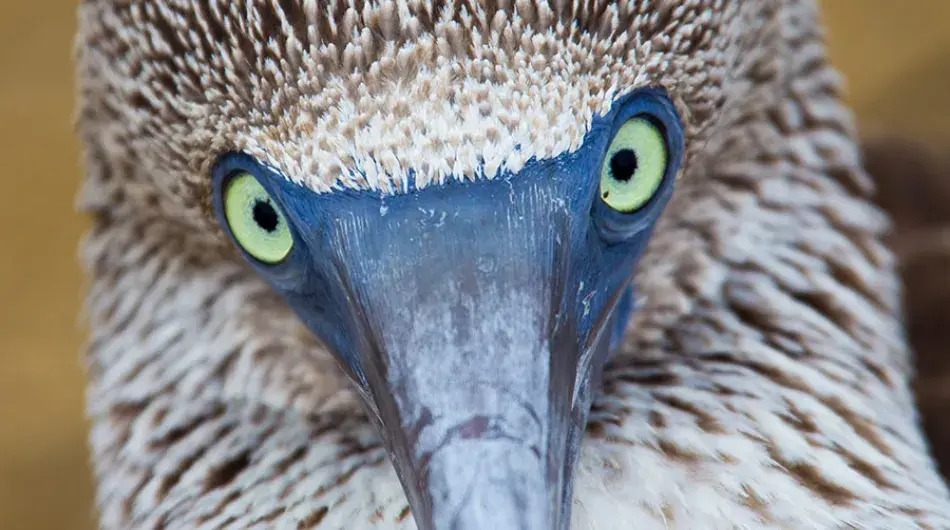Boobie bird in the Galapagos Islands