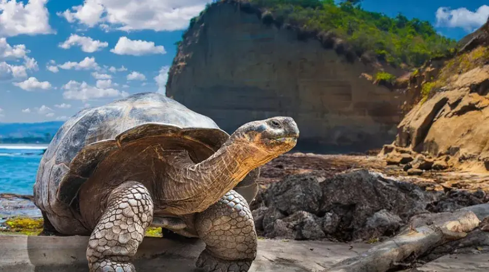 Giant Tortoise, Galapagos Islands