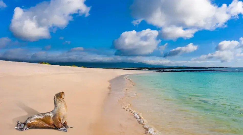 Sea Lion on the beach in the Galapagos Islands