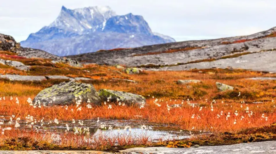 Autumn tundra plants with Sermitsiaq Mountain outside Nuuk Greenland