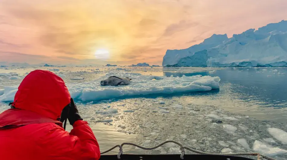 Tourist taking a photo of seal on an iceberg during sunset in Antarctica