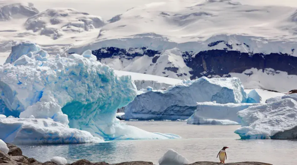 icebergs and Antarctic mountains in background with a single Gentoo Penguin on rocks in foreground