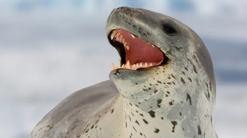 Leopard Seal with mouth open showing teeth in Antarctica