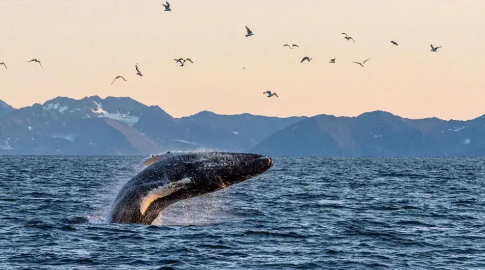 Humpback whale breaching out of the water in the Arctic low light