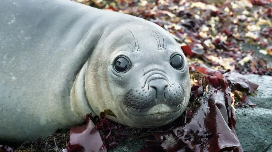 baby Elephant Seal among kelp on shore in South Georgia Island