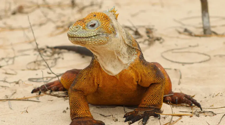 Iguana on Baltra, Galapagos Islands