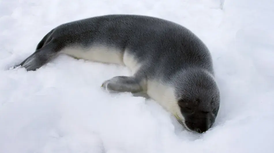 Hooded Seal pup asleep on the ice
