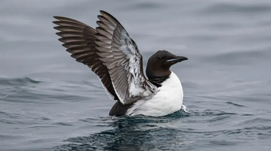 Cape Petrel bird in Antarctica