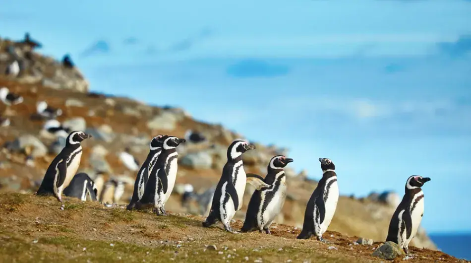 Magellanic Penguins on Magdalena Island near Punta Arenas in Chile
