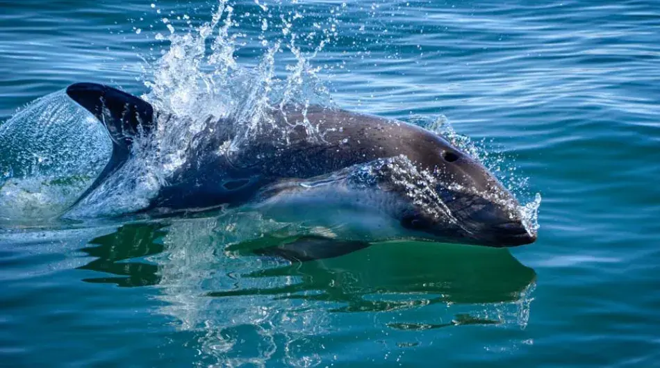 Peales Dolphins in Chilean Fjords