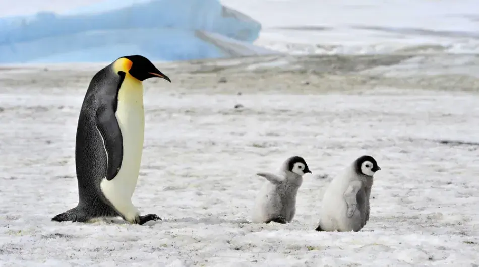 Emperor Penguin family on the ice in Antarctica