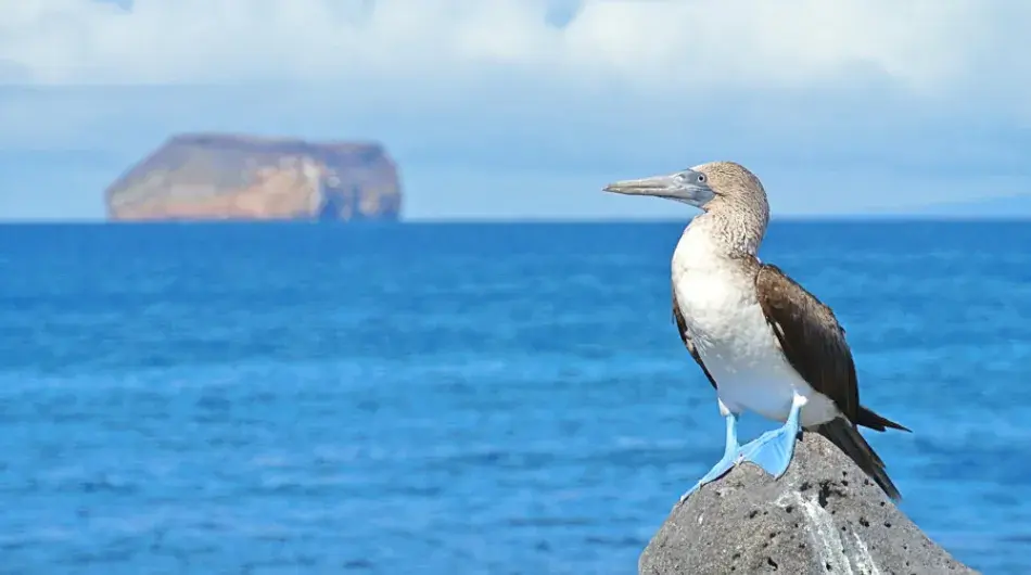 Galapagos islands blue footed booby perched on a rock with ocean background