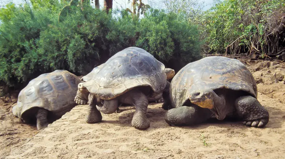 Giant Tortoises in the Galapagos Islands