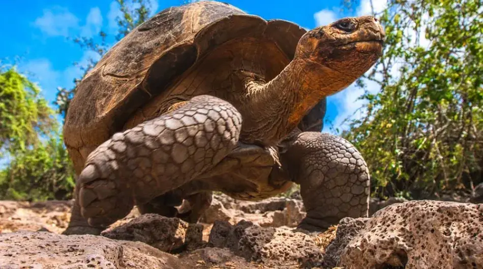 Galapagos Islands giant turtle