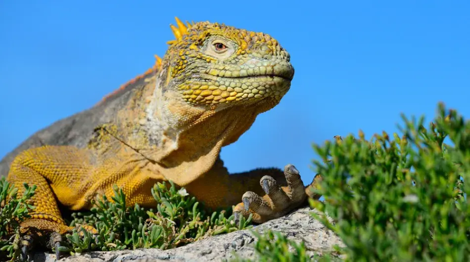Land Iguana in the Galapagos Islands 